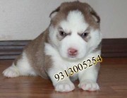 Flat 3000/- discount on all breeds....9313005254